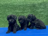 En Özel Siyah Toy Poodle Yavrular