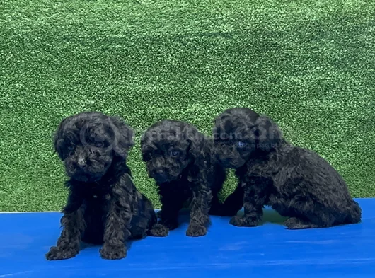 En Özel Siyah Toy Poodle Yavrular görsel