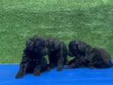 En Özel Siyah Toy Poodle Yavrular