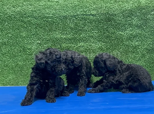 En Özel Siyah Toy Poodle Yavrular görsel