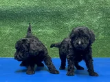 En Özel Siyah Toy Poodle Yavrular
