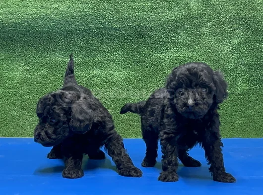 En Özel Siyah Toy Poodle Yavrular görsel