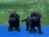 En Özel Siyah Toy Poodle Yavrular