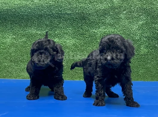 En Özel Siyah Toy Poodle Yavrular görsel