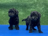 en özel siyah toy poodle yavrular