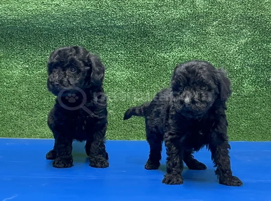 En Özel Siyah Toy Poodle Yavrular