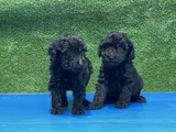 En Özel Siyah Toy Poodle Yavrular