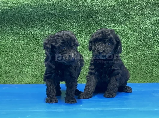 En Özel Siyah Toy Poodle Yavrular görsel
