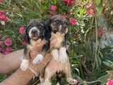 Mükemmel Kali̇tede Beagle Yavrular