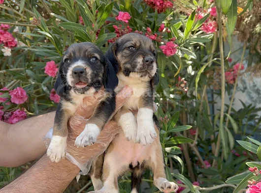 Mükemmel Kali̇tede Beagle Yavrular görsel