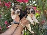 Mükemmel Kali̇tede Beagle Yavrular