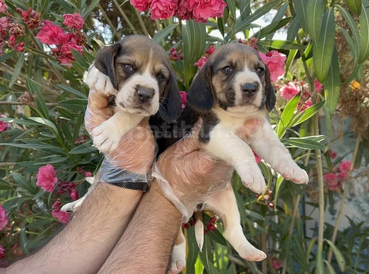 Mükemmel Kali̇tede Beagle Yavrular görsel
