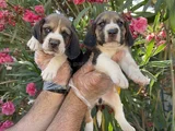 mükemmel kALİTEDE BEAGLE YAVRULAR