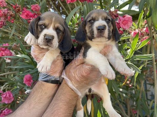 Mükemmel Kali̇tede Beagle Yavrular