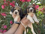 Mükemmel Kali̇tede Beagle Yavrular