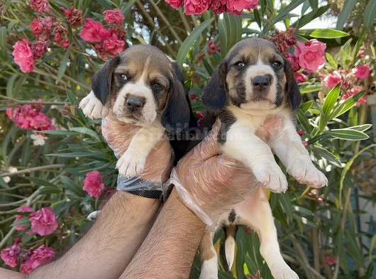 Mükemmel Kali̇tede Beagle Yavrular görsel