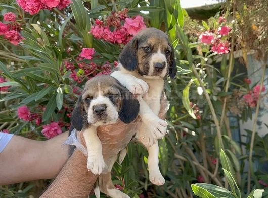 Mükemmel Kali̇tede Beagle Yavrular görsel