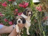Mükemmel Kali̇tede Beagle Yavrular