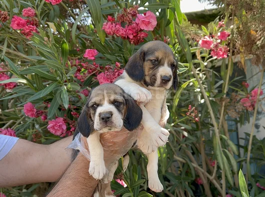 Mükemmel Kali̇tede Beagle Yavrular görsel