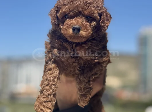 Petmode Köpek Çiftliğinden Redbrown Kore Toy Poodlle Yavrulr görsel