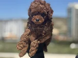Petmode köpek çiftliğinden redbrown kore toy poodlle yavrulr