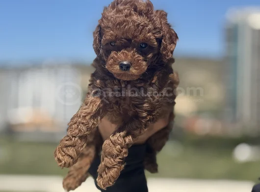 Petmode Köpek Çiftliğinden Redbrown Kore Toy Poodlle Yavrulr