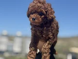 Petmode Köpek Çiftliğinden Redbrown Kore Toy Poodlle Yavrulr