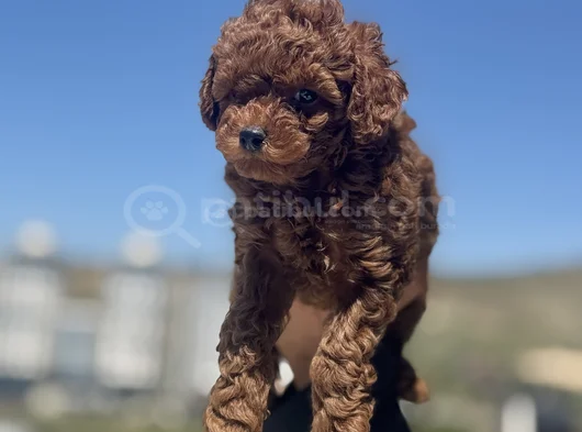 Petmode Köpek Çiftliğinden Redbrown Kore Toy Poodlle Yavrulr görsel