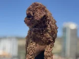 Petmode Köpek Çiftliğinden Redbrown Kore Toy Poodlle Yavrulr