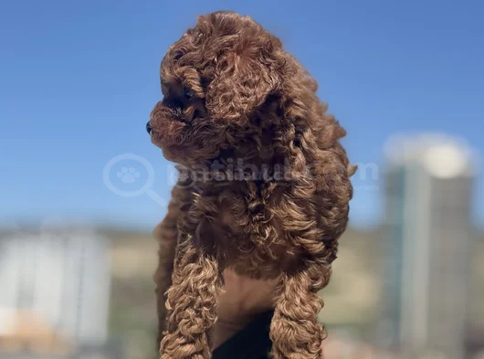 Petmode Köpek Çiftliğinden Redbrown Kore Toy Poodlle Yavrulr görsel