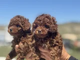 Petmode Köpek Çiftliğinden Redbrown Kore Toy Poodlle Yavrulr