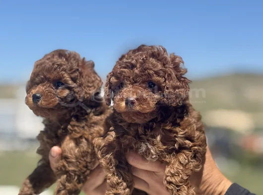 Petmode Köpek Çiftliğinden Redbrown Kore Toy Poodlle Yavrulr görsel