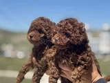 Petmode Köpek Çiftliğinden Redbrown Kore Toy Poodlle Yavrulr