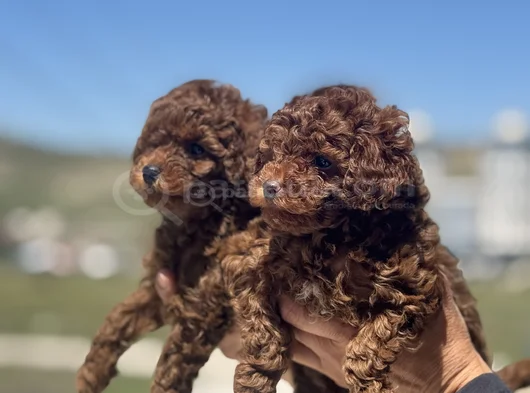 Petmode Köpek Çiftliğinden Redbrown Kore Toy Poodlle Yavrulr görsel