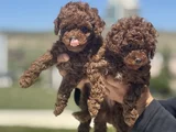 Petmode Köpek Çiftliğinden Redbrown Kore Toy Poodlle Yavrulr