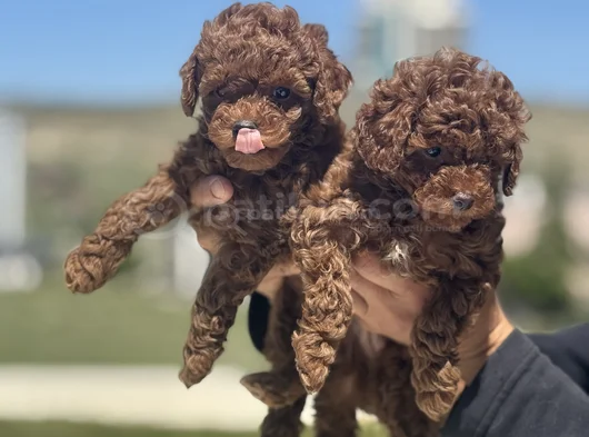 Petmode Köpek Çiftliğinden Redbrown Kore Toy Poodlle Yavrulr görsel