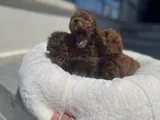 Petmode Köpek Çiftliğinden Redbrown Kore Toy Poodlle Yavrulr