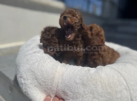 Petmode Köpek Çiftliğinden Redbrown Kore Toy Poodlle Yavrulr görsel