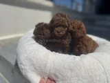 Petmode Köpek Çiftliğinden Redbrown Kore Toy Poodlle Yavrulr