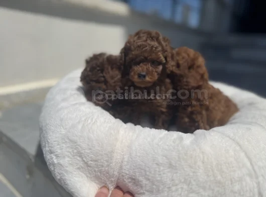 Petmode Köpek Çiftliğinden Redbrown Kore Toy Poodlle Yavrulr görsel