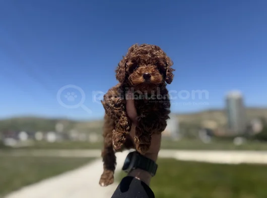 Petmode Köpek Çiftliğinden Redbrown Kore Toy Poodlle Yavrulr görsel