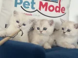 Ankaranın Yasal Ruhsatlı Çiftliğinden British Shorthair