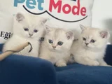 Ankaranın Yasal Ruhsatlı Çiftliğinden British Shorthair