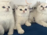 Ankaranın Yasal Ruhsatlı Çiftliğinden British Shorthair