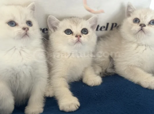 Ankaranın Yasal Ruhsatlı Çiftliğinden British Shorthair görsel