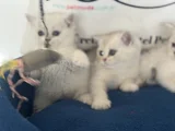 Ankaranın Yasal Ruhsatlı Çiftliğinden British Shorthair