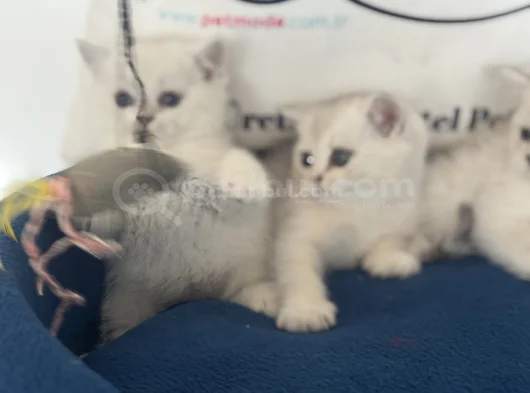 Ankaranın Yasal Ruhsatlı Çiftliğinden British Shorthair görsel