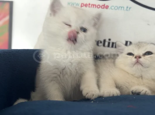 Ankaranın Yasal Ruhsatlı Çiftliğinden British Shorthair görsel