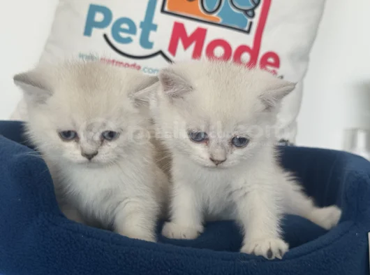 Ankaranın Yasal Ruhsatlı Çiftliğinden British Shorthair görsel