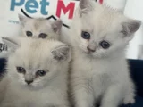 Ankaranın yasal ruhsatlı çiftliğinden british shorthair